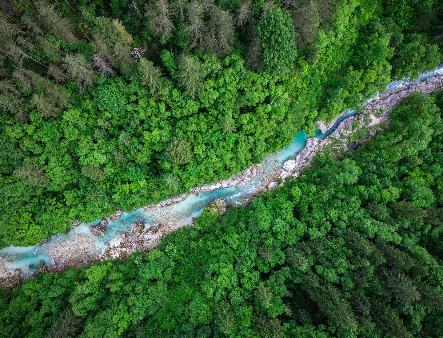 background forest image